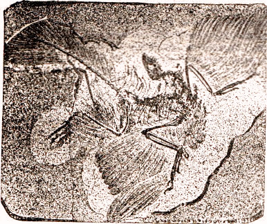Archaeopt�ryx.