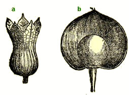 calice de fleur