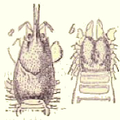 C�phalothorax.