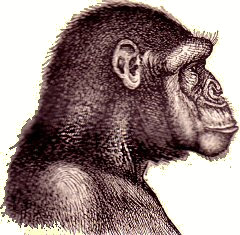 Chimpanz� femelle