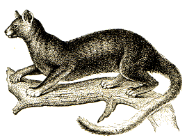 Cryptoprocta ferox