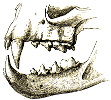Denture du Cryptoprocte