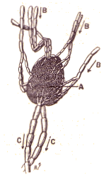 Ganglion lymphatique.
