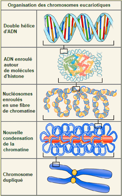 L'ADN dans le chromosome.