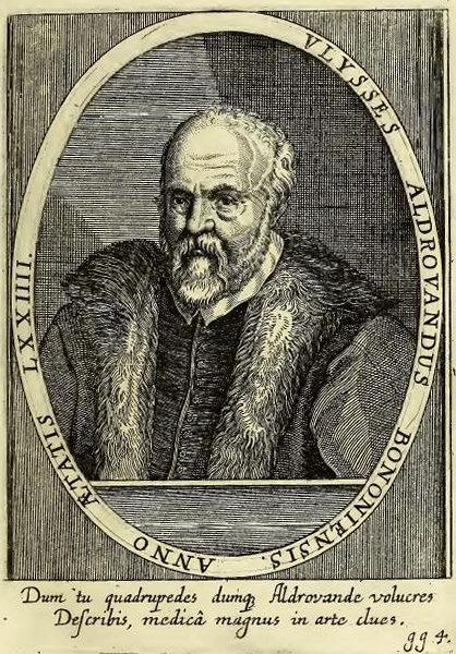 Aldrovandi.