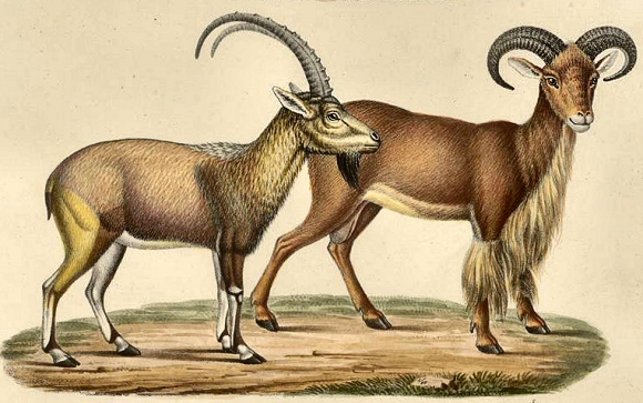 Bouc sauvage de haute-Egypte et Aoudad (Mouflon � manchettes).