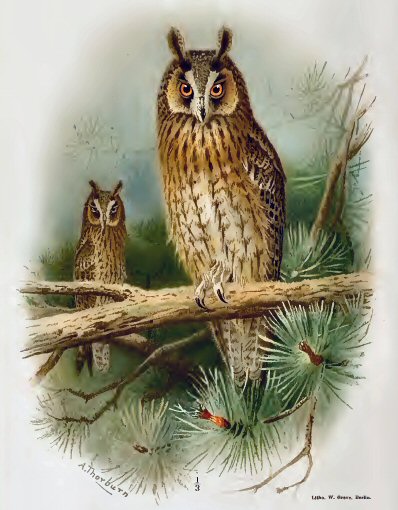 Hibou moyen-duc.