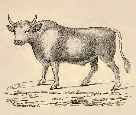 Aurochs.