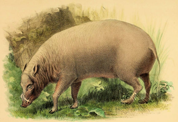 Babiroussa.