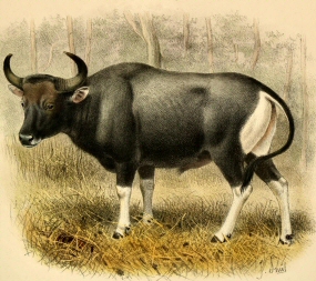 Banteng.