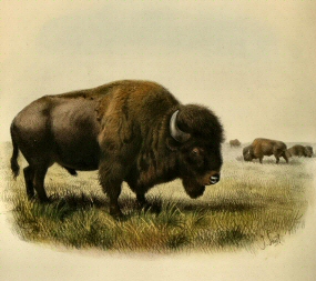 Bison d'Am�rique.