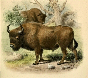 Bison d'Europe.