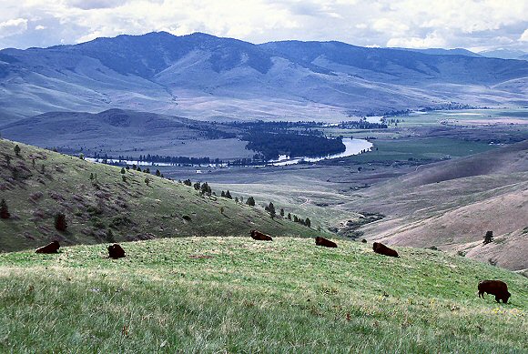 Bisons dans le Montana.