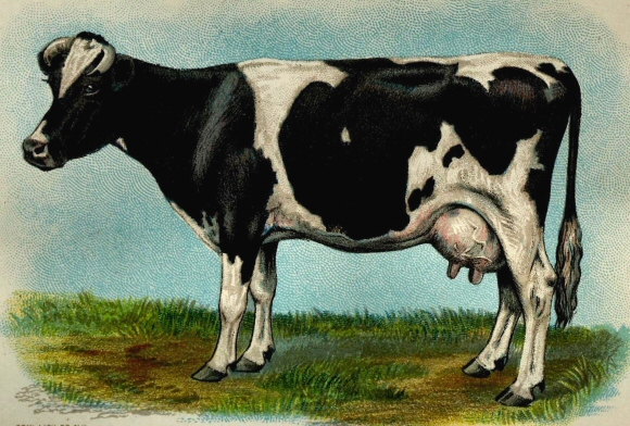 Vache de race Hoslstein-frisone.
