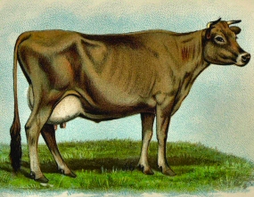 Vache de race Jersey.