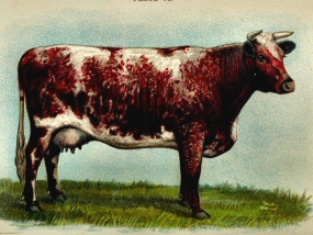 Vache de race Shorthorn.