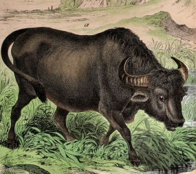 Buffle d'Asie.