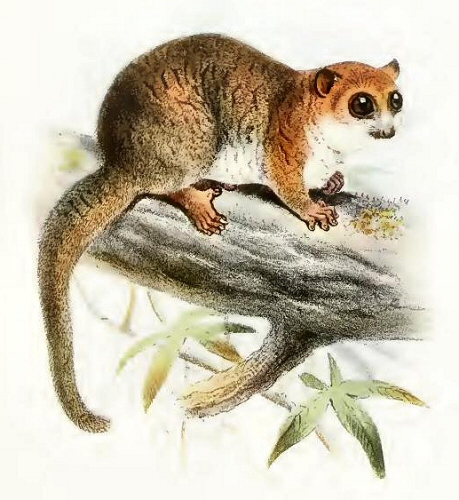Cheirogaleus major.