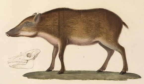 Cochon des Papous.