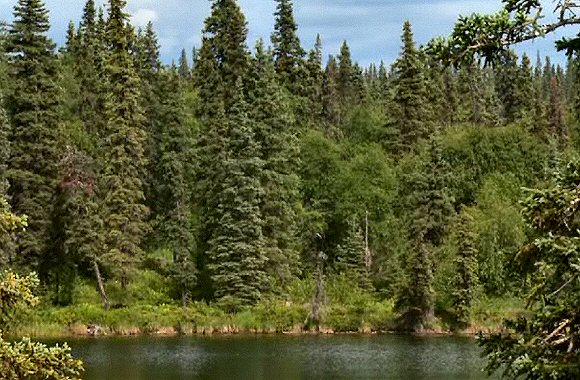 Alaska : for�t de Conif�res.
