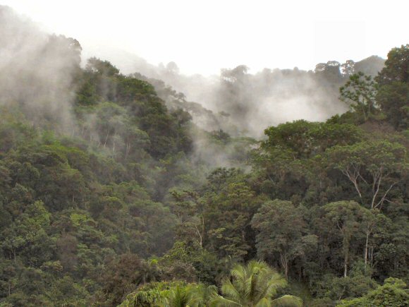 Costa Rica: une for�t tropicale.