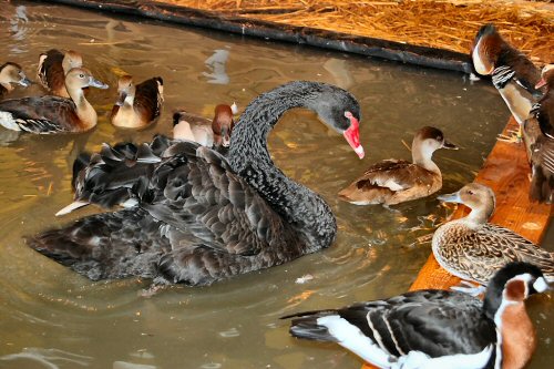 Oisaux : cygne, canards.