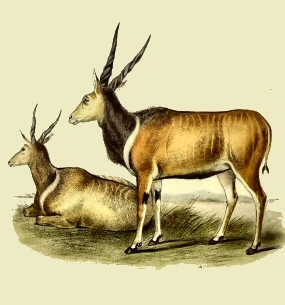 Eland de Derby.
