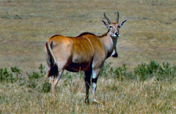 Eland.