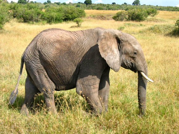 Photo d'�l�phant d'Afrique.