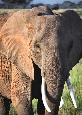 T�te d'�l�phant.