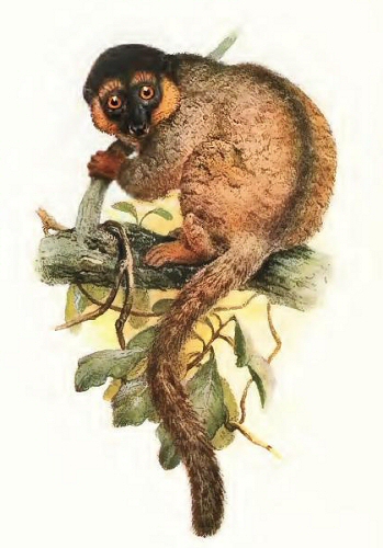 Eulemur fulvus.