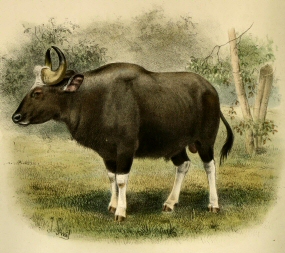 Gaur.