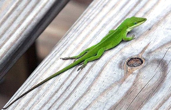 Gecko.