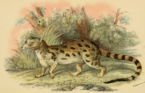 Genetta tigrina