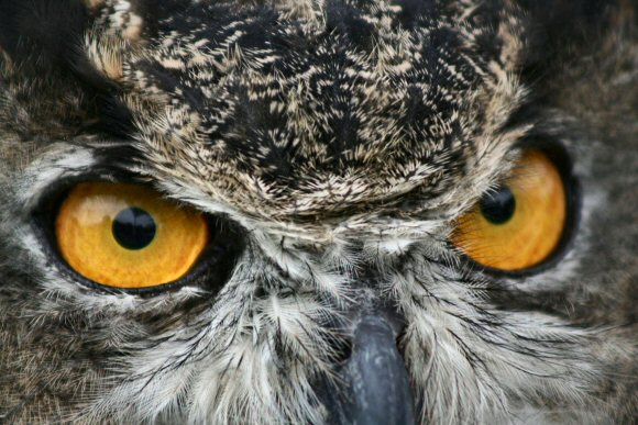 Hibou Grand-Duc.