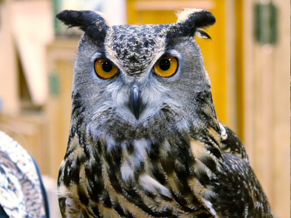 Hibou Grand Duc d'Am�rique.