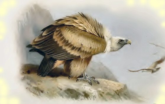 Vautour fauve.
