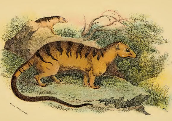 Hemigale Harwickei.