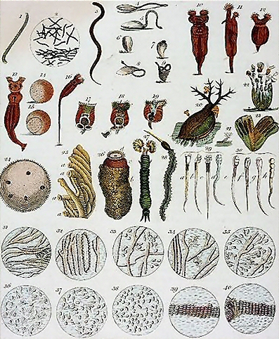 Animalcules observ�s par Leeuwenhoek.