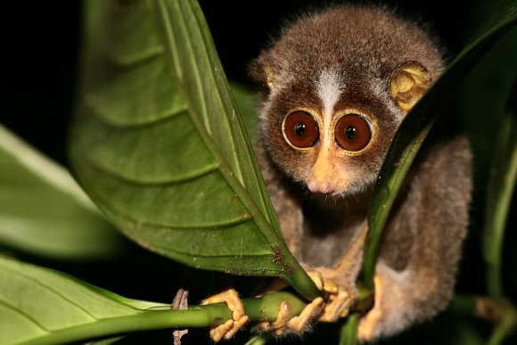 Loris tardigradus.