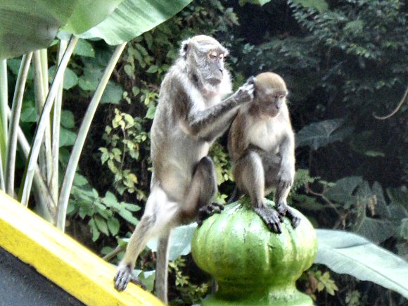 Macaques mangeurs de crabes.