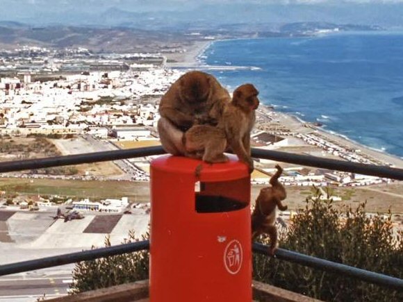 Magots de Gibraltar.