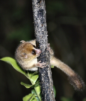 Microcebus rufus