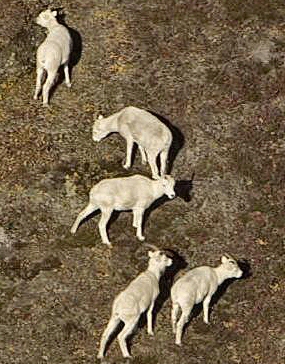 Mouflon de Dall.