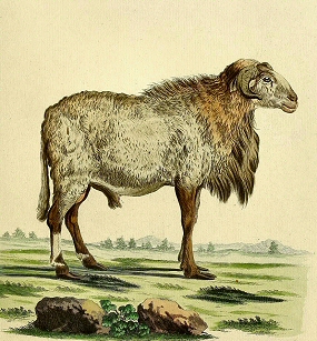 Mouton � longues jambes.