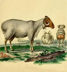 Mouton st�atopyge.