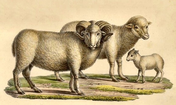 Moutons m�rinos.