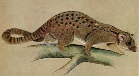Nandinia binotata.