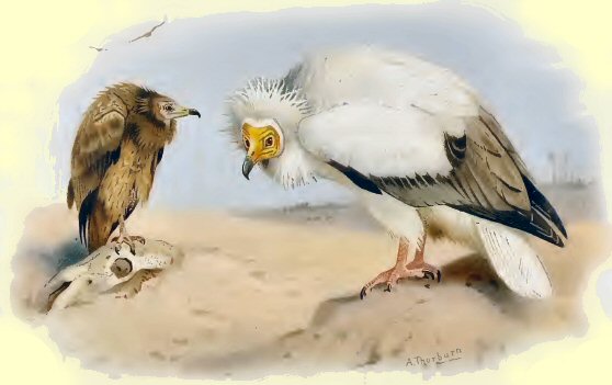 Vautour d'Egypte.