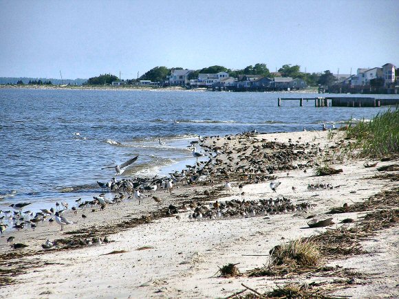 New Jersey : la baie de la Chesapeake.